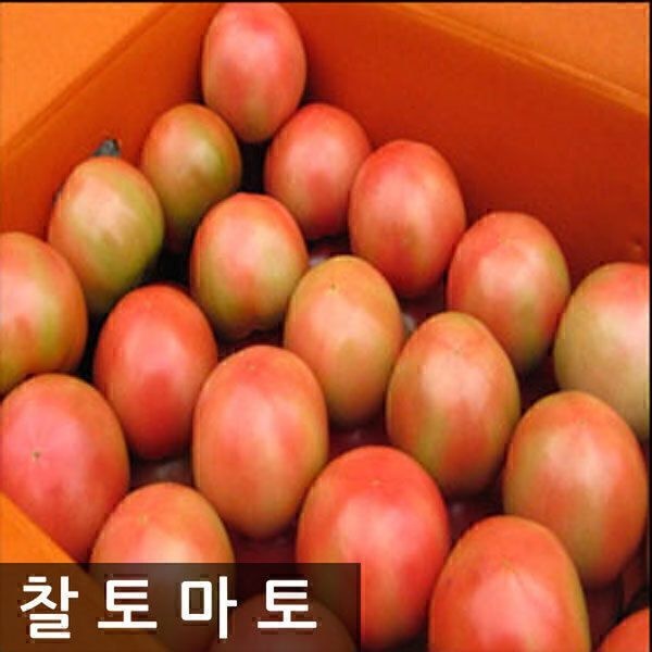 UnKnown 명품찰토마토 10kg5번소과 /한정특가 471779