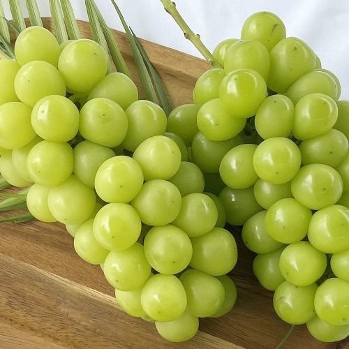 자연한끼 한알 달콤 고당도 포도 샤인머스켓 2kg 실속