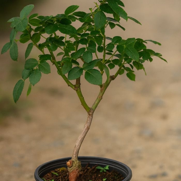 사계정원장미 랜덤 or콩코드 1지이상 개화주 화분 묘목 노지월동 여름꽃 정원조경나무 (목하원예조경)