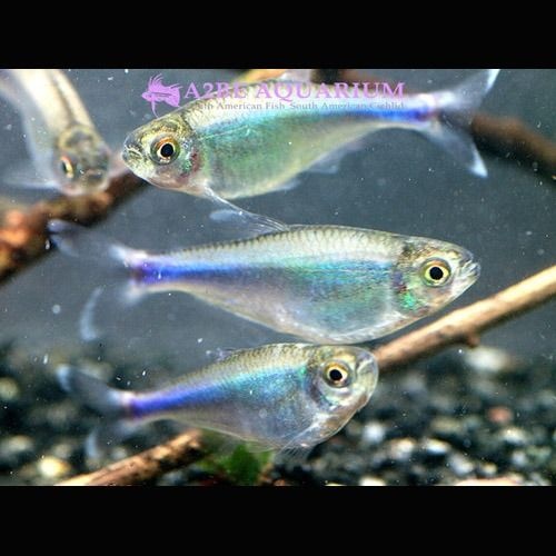 [에이투비]블루킹 테트라 / 1-2cm / 5마리