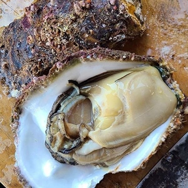 [셀러허브 식품]자연산 통영 바위 굴 3kg 2-4미 자연산바위굴 자연산굴 통영 돌굴 자연산석화 대왕굴 (49209195)