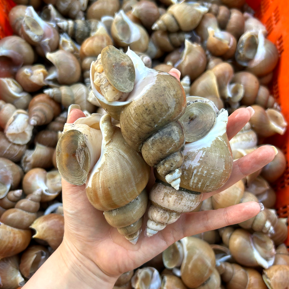 [롯데온]백고동 1kg (9,920원/무료)