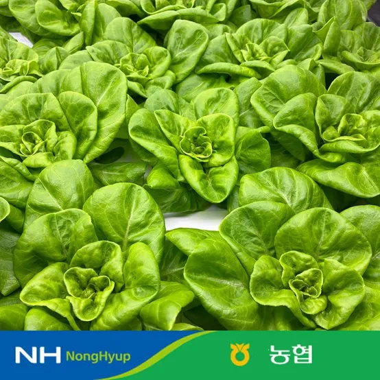 [농할 국내산]농협 샐러드용 채소 믹스 1kg 쌈채소 샐러드 3~4종 내외 스마트팜 수경재배