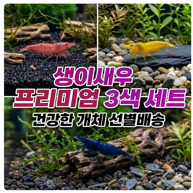 생이믹스 신호등 관상용 체리 옐로우 블루벨벳 새우 10마리 키우기