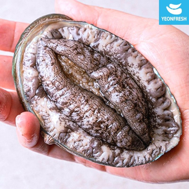 온프레시 완도활전복 1kg 14-16미(미당67g내외) [산소팩, 무료배송][35202174]