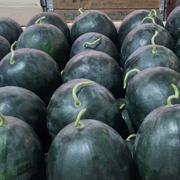 수박 흑수박 6kg 내외 고당도 국내산 과일 nv eg7 (흑수박 6kg 내외)