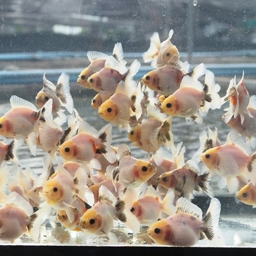 [에이투비]먹눈 로즈테일 오란다 / 5-6cm 전후 / 1마리
