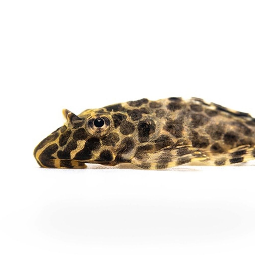 청소물고기 나비비파 4cm 내외