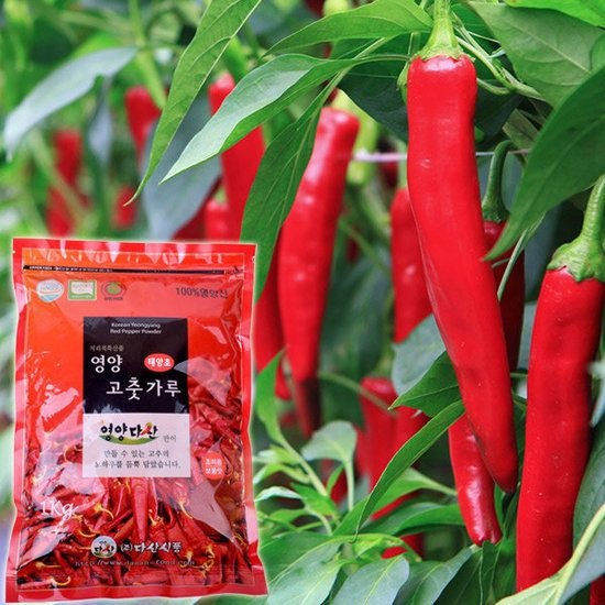 2025년 햇 태양초 영양 고추가루 김치용(보통맛) 1kg 309369