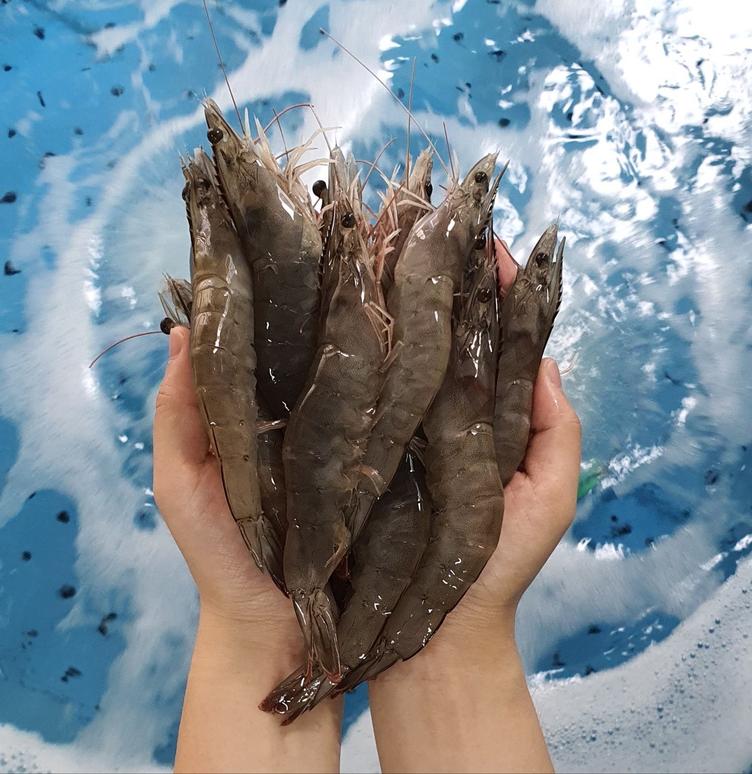 [롯데온] 당일작업 활 흰다리새우 1kg (19,810원/무료)