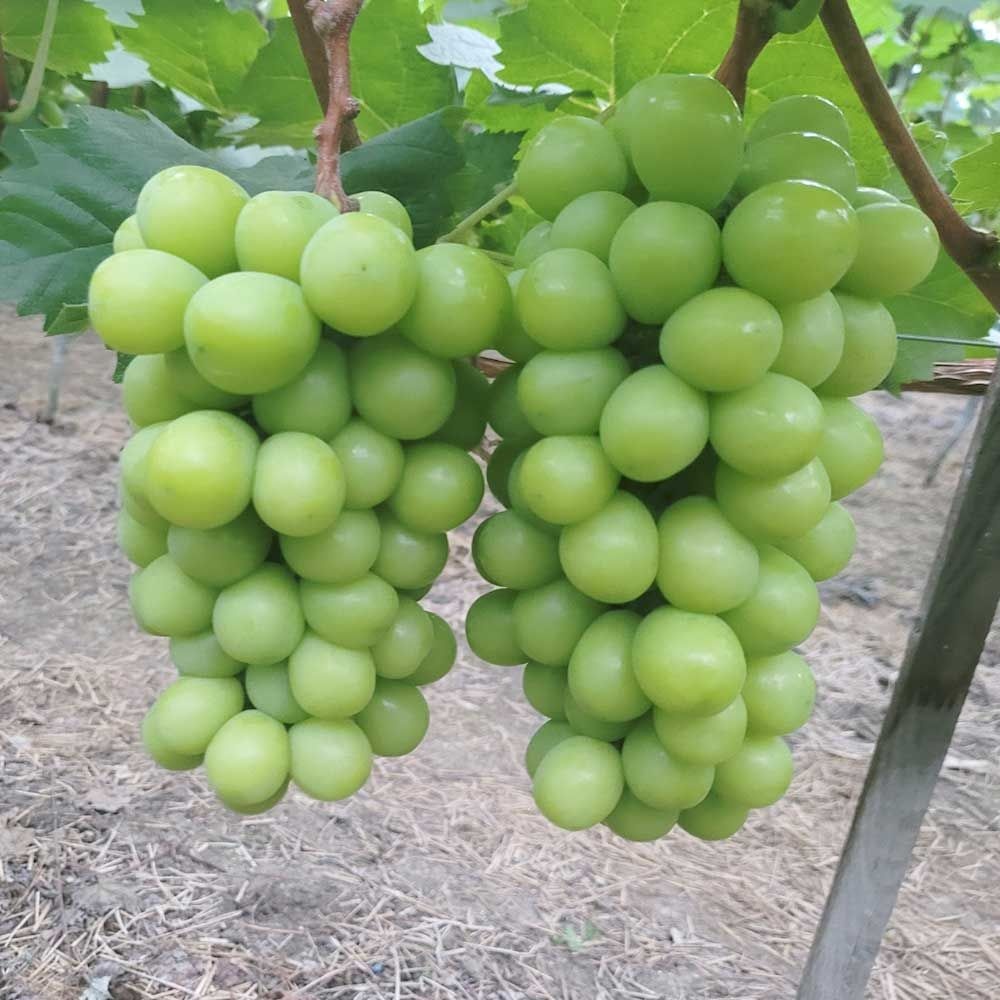 [온세일][파인밀] 고당도 꿀 경북 샤인머스캣 실속/프리미엄 1kg 2kg				 (실속 1kg 2-3수(중량 350-550g내외))
