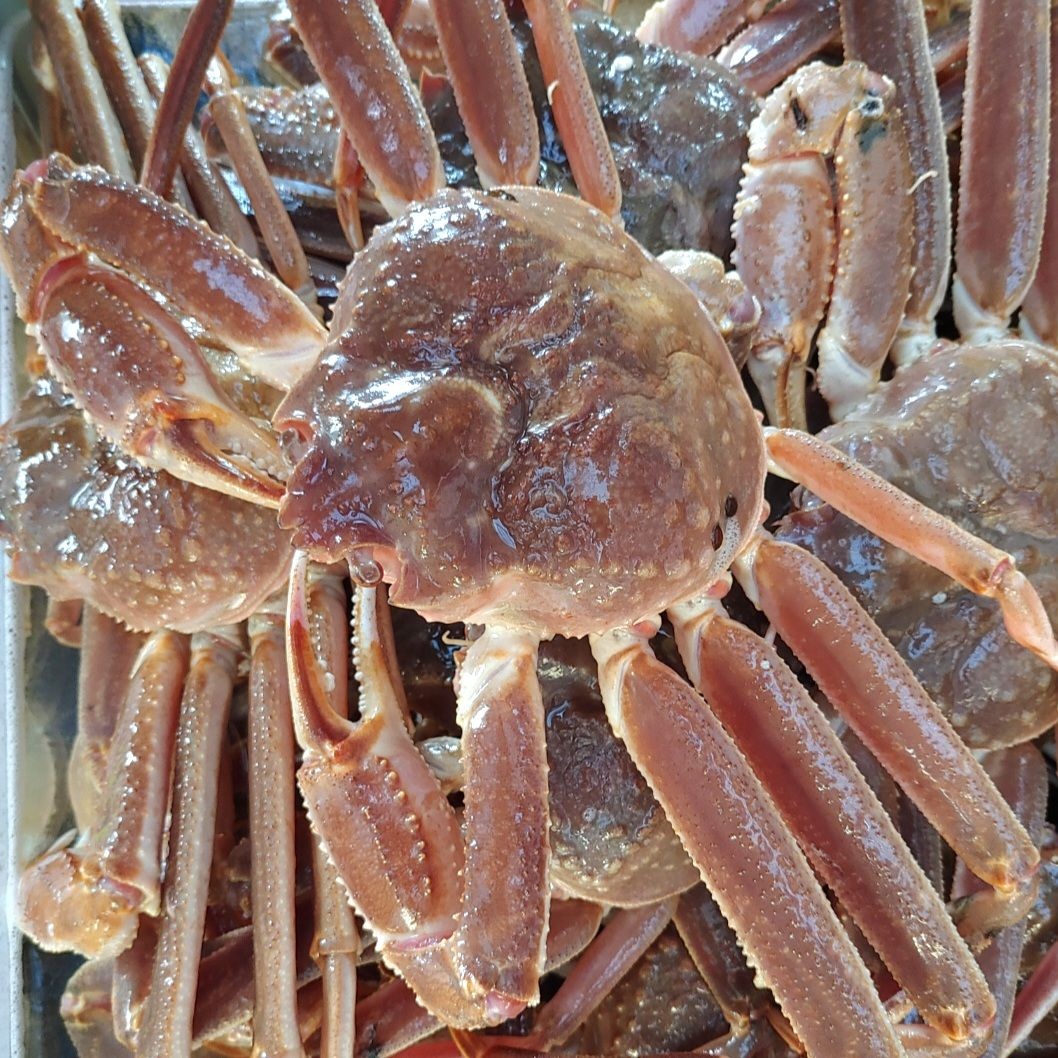 명품대게킹크랩 [온누리상품] 러시아 활대게 1kg, 3kg 스노우크랩 대게