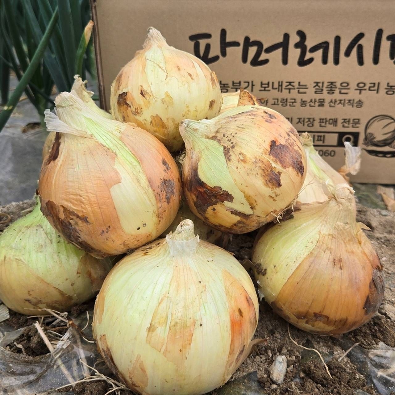 [집밥상점][GAP청년농부산지직송] 26년 국내산 고령 햇양파 사이즈별 2kg/3kg/5kg/10kg (소)