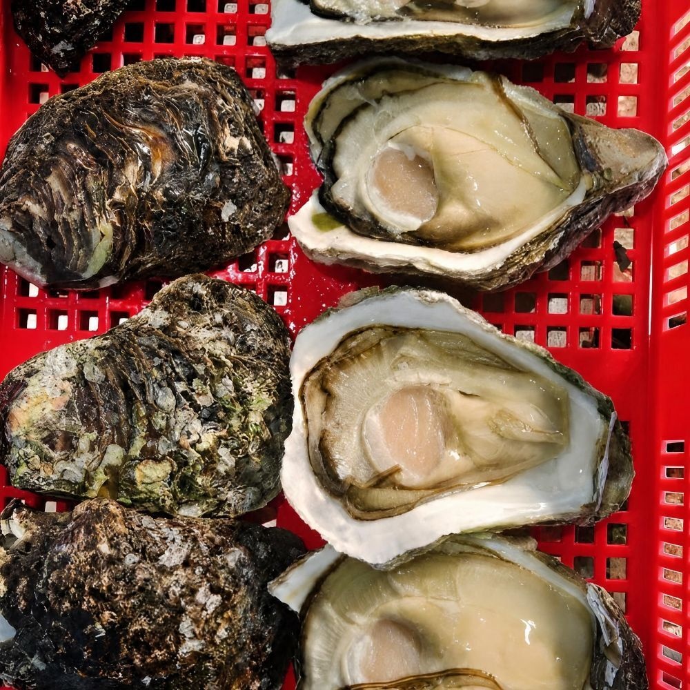 건담농수산협력사 건담농수산 통영 자연산 바위굴 3KG 벚굴 고급술안주 생굴
