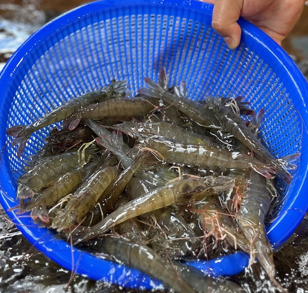 신안 흰다리새우 제철 활새우 산지직송 1kg 생새우회