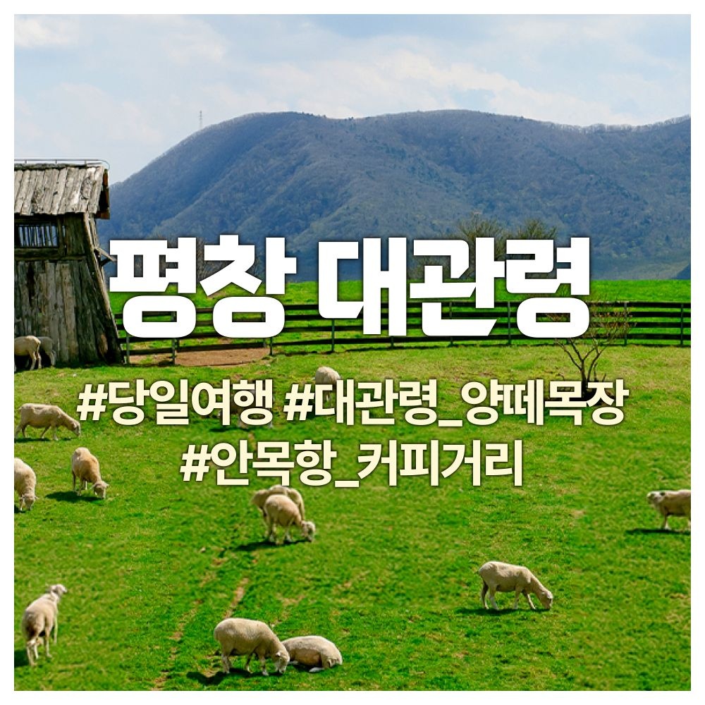 [당일여행] 평창 대관령 양떼목장, 월정사, 안목항커피거리