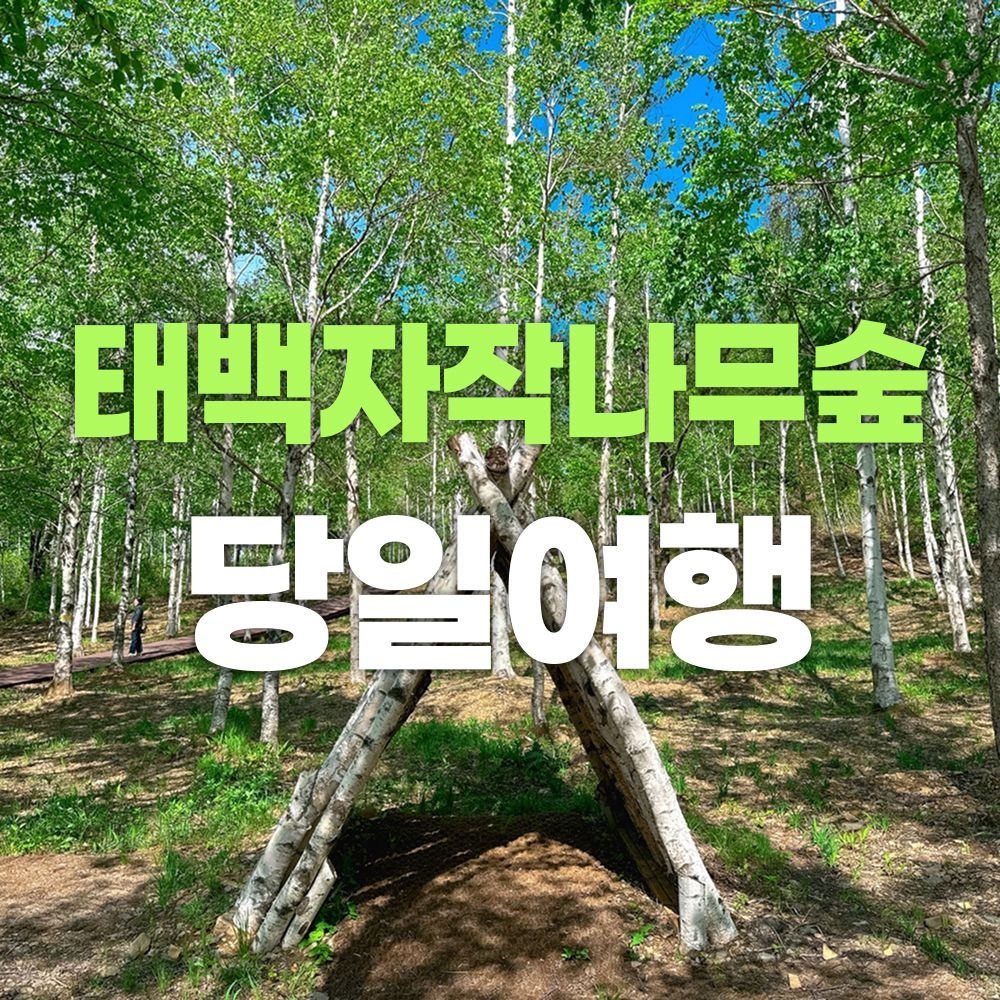 [당일여행] 태백 자작나무 숲 (태백 매봉산 자작나무 숲, 태백산 하늘 전망대, 철암 탄광 역사촌, 황지연못)