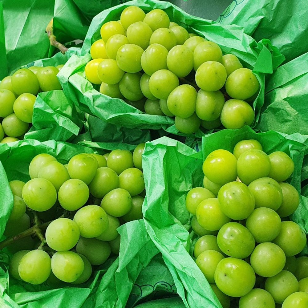 [농할30%쿠폰][농할국내산]산지직배송 샤인머스켓 500g/1kg/1.5kg/2kg 외 (샤인머스켓 500g (1수))