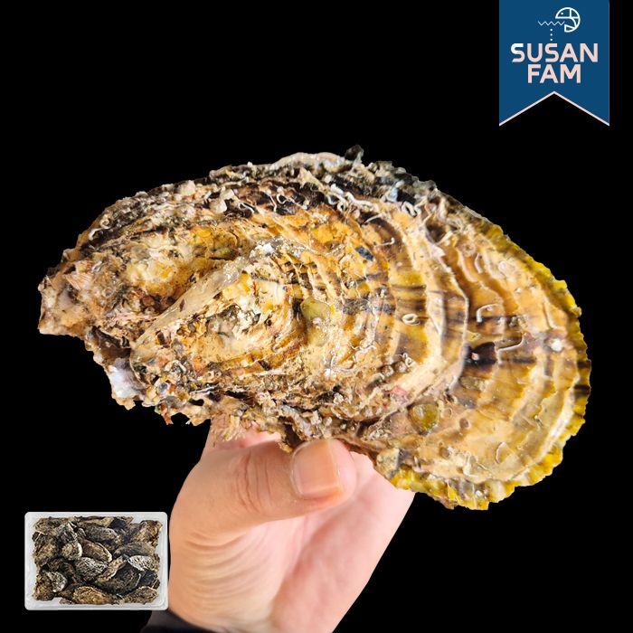 제철 통영 삼배체 굴 2kg 석화 통굴 각굴 생굴 바위굴 산지직송