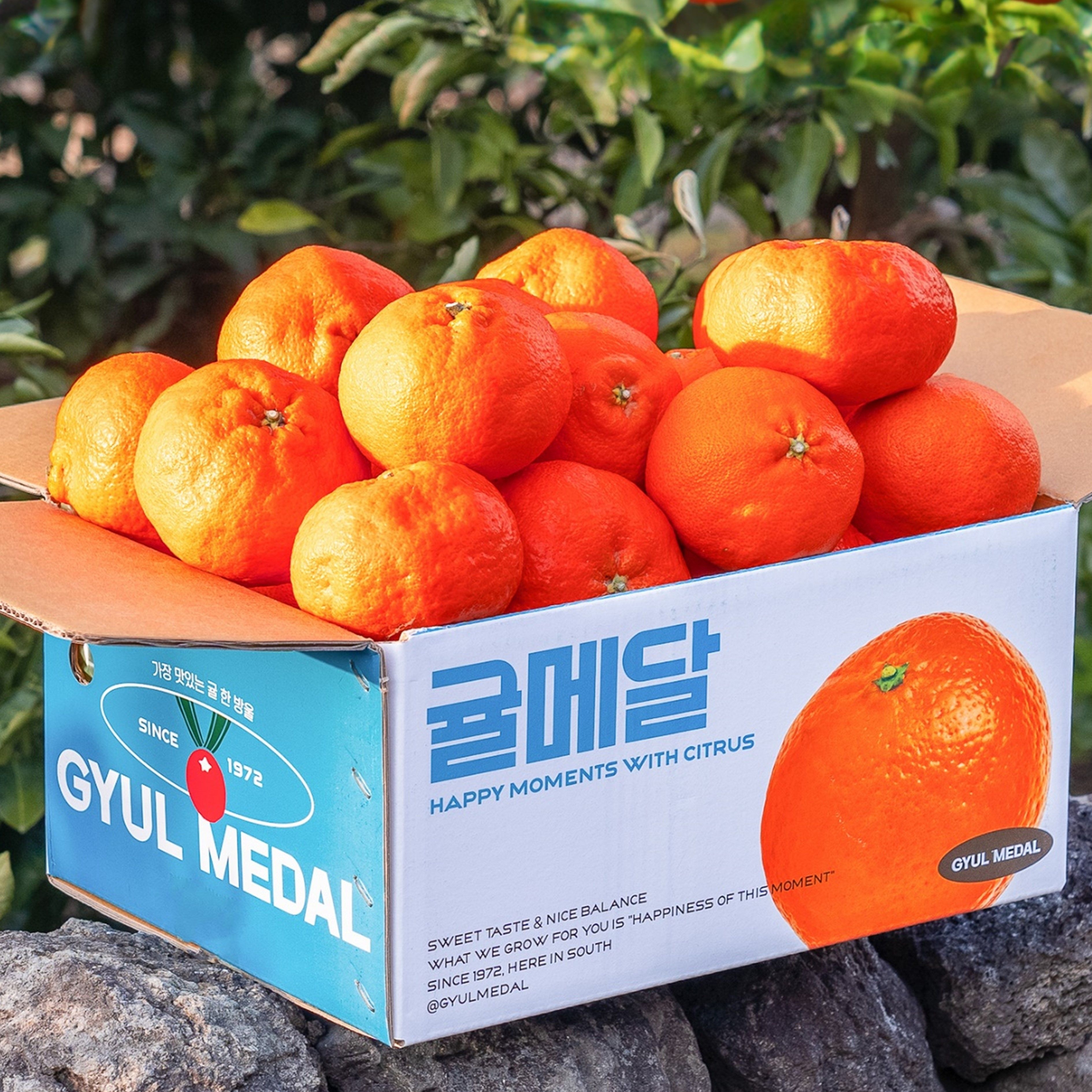 귤메달 제주 레드향 고당도선별 가정용 선물세트
