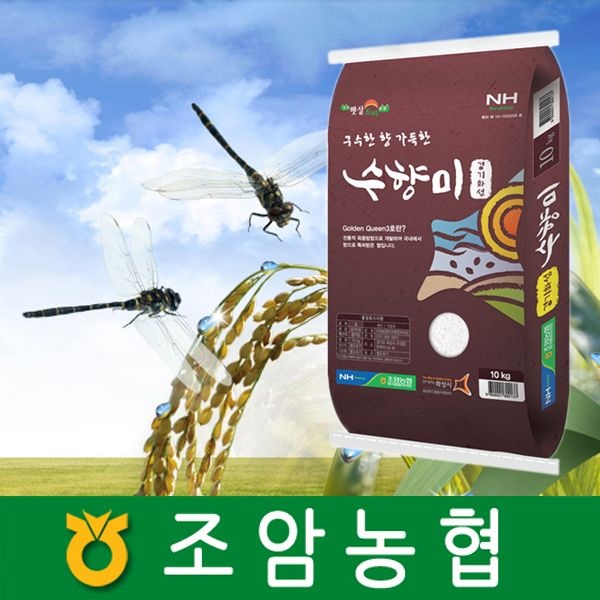 수향미 10kg/ 경기도 조암농협/ 2025년햅쌀/ 골드퀸3호