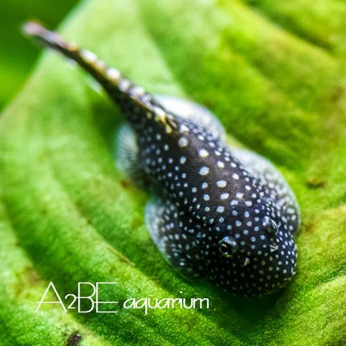 [에이투비]청소물고기 가오리비파 / 2~3cm 전후 / 1마리