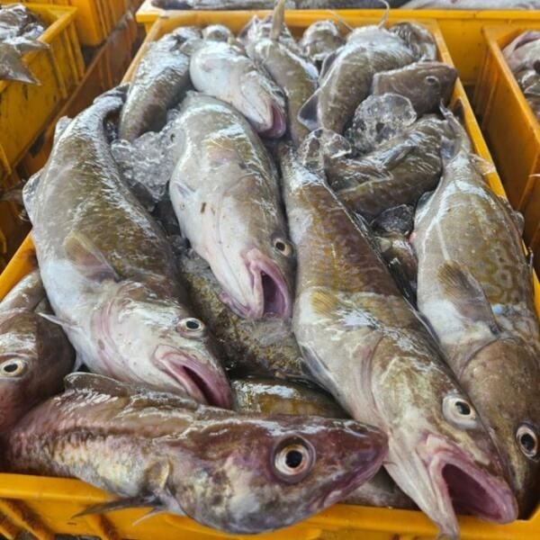 [셀러허브 식품] 국내산 대구 2kg 2-4미 냉동대구 통대구 생 대구 생선 대구 물고기 대구탕 대구 매운탕 생선