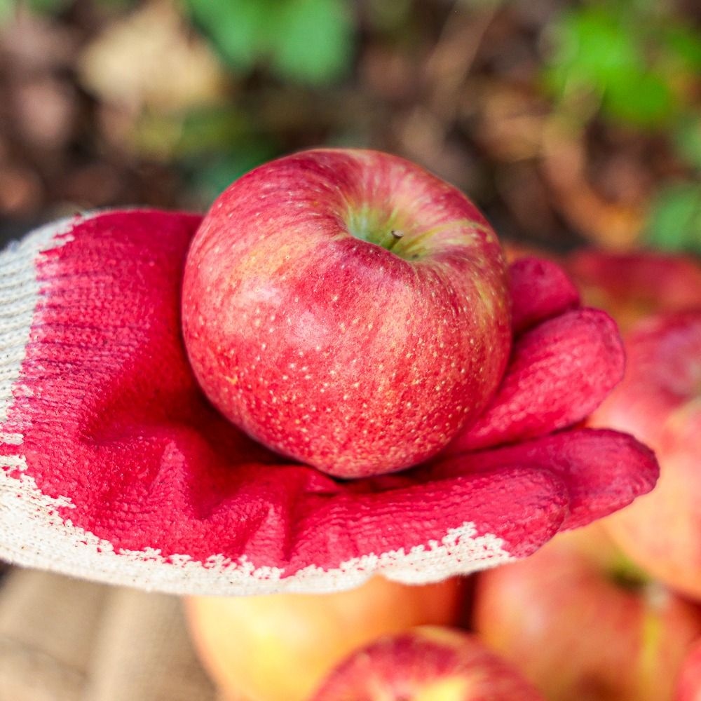 셋째딸농부 햇 홍로사과 가정용 3kg 중소과 못난이 소포장