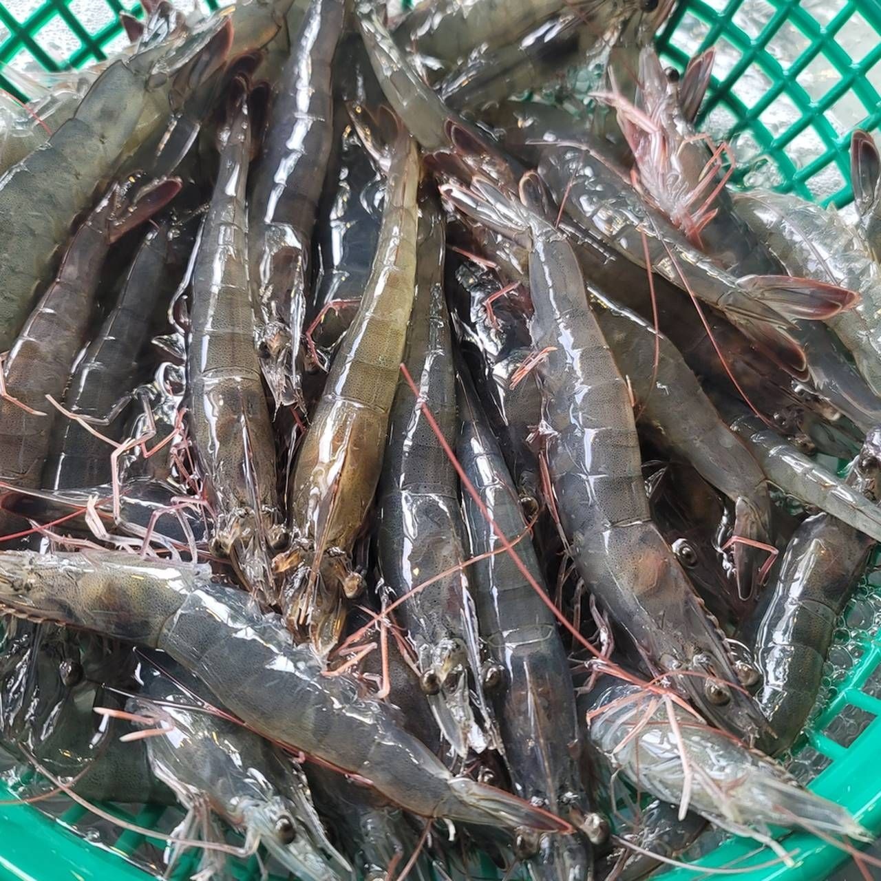 [산지직송]전남 신안에서 갓 잡아올린 탱글탱글 활 흰다리새우 1kg 25미내외