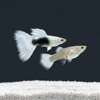 열대어 저먼화이트 고정구피 1쌍(암1+수1) 선별개체