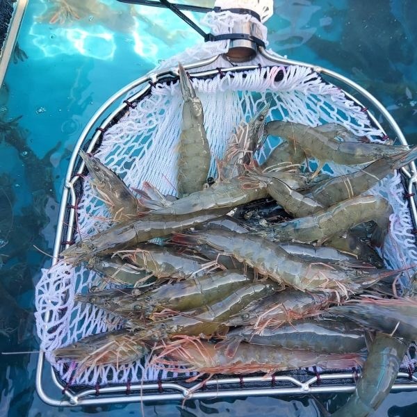 [온누리7%혜택]산지직배송 국내산 활 흰다리새우 500g/1kg (활 흰다리새우 500g)