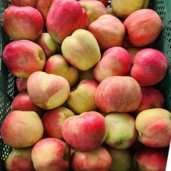 신선배송 가정용 홍로사과 중과/중대과 1.5kg/2kg/2.5kg/3kg