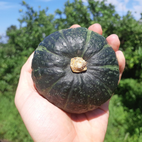 제주 산지직송 부드럽고 달콤한 미니 밤호박 소과/로얄과/못난이 (2kg~10kg)