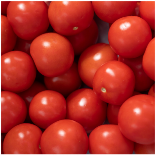 [산지급송] 고품질 대추 방울토마토 2kg/3kg/5kg(중대과혼합)