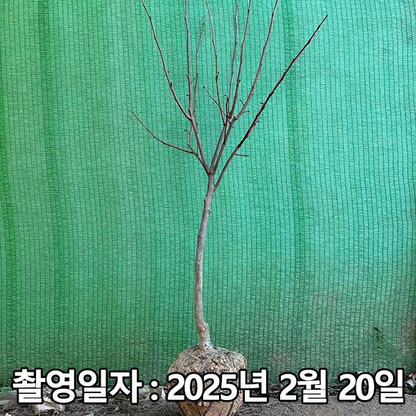 [착한가격 나무생각][오늘출발] 착한가격 나무생각 / 감나무 / 태추단감 / 3년생 / 결실주