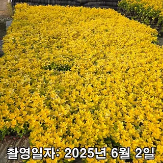 착한가격 나무생각 / 둥근잎 황금사철 / 포트