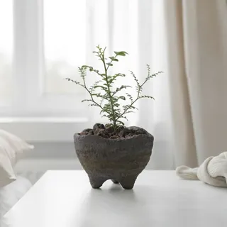 아침향기 돌숨화분 미니오렌지자스민