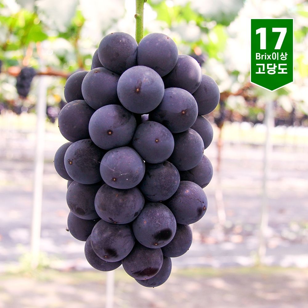 [온누리7%혜택]과일친구 영동 거봉  500g 1kg 2kg 당도선별 (500g 1송이)