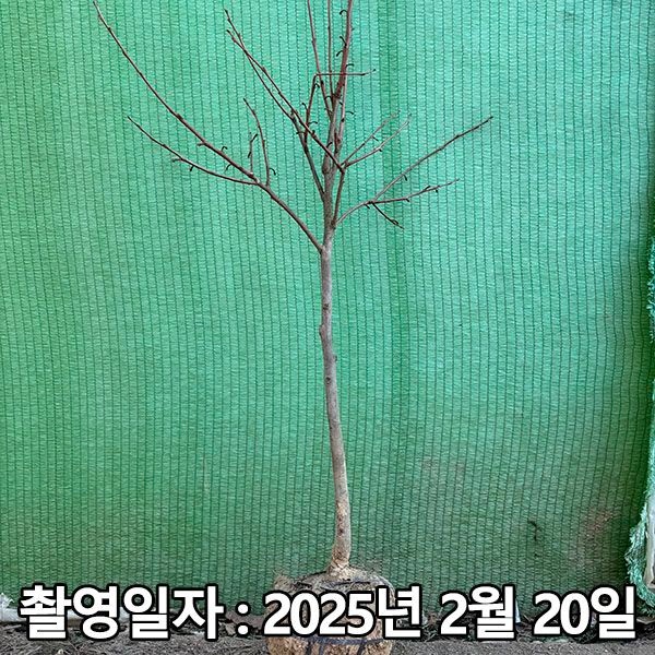 [충주원예조경][오늘출발] 충주원예조경 / 감나무 / 태추단감 / 3년생 / 결실주