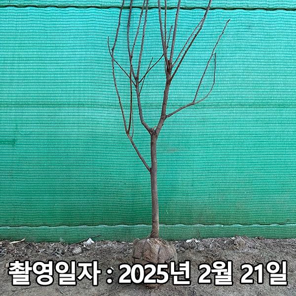 [충주원예조경][오늘출발] 충주원예조경 / 감나무 / 태추단감 / 4년생 / 결실주