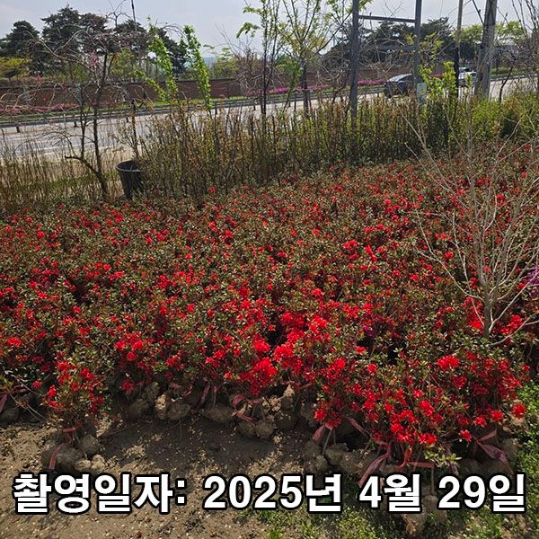 충주원예조경 충주원예조경 / 영산홍(베니) / 30cm / 5주