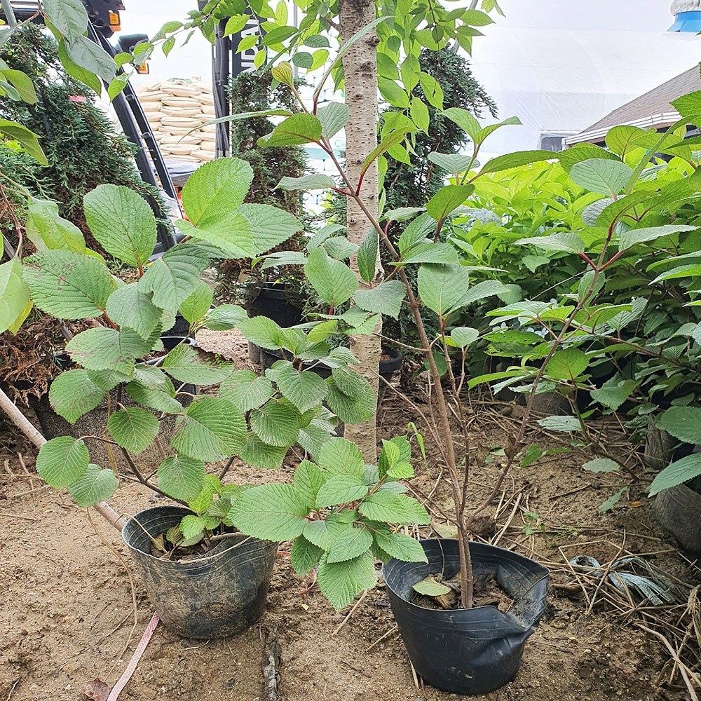 충주원예조경 / 설구화 / 1.2m(전후) / 개화주