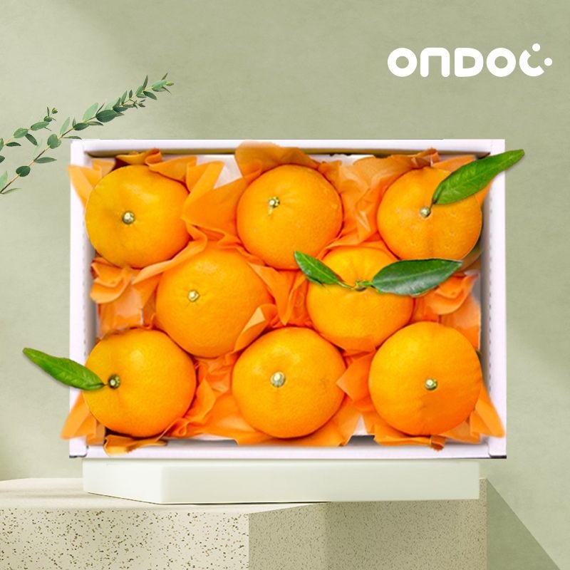 온도씨 (현대Hmall) [온도씨]제주 황금향 선물세트 1.5kg 10-12과내외(소과)