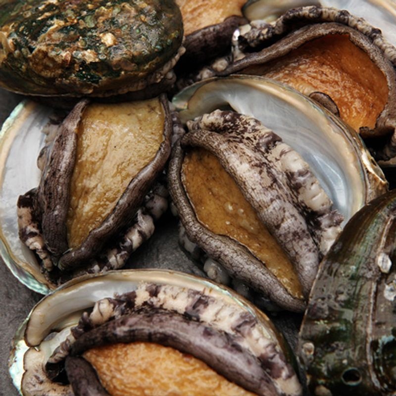 [오초록] 완도 참 전복 1kg(20~22미)