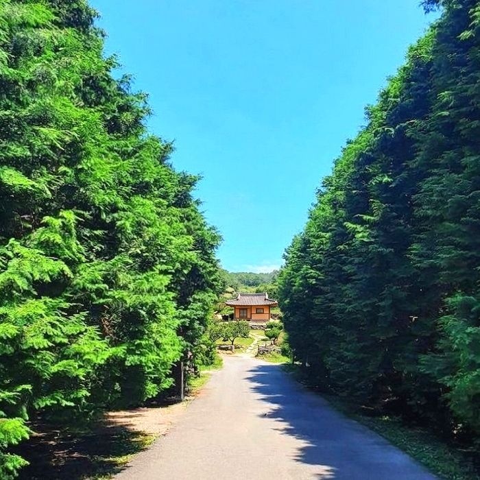 목하원예조경 편백나무 80cm전후 포트묘  편백 실생 묘목 생울타리 경계수 정원조경나무 노지월동 상록수 (목하원예조경)