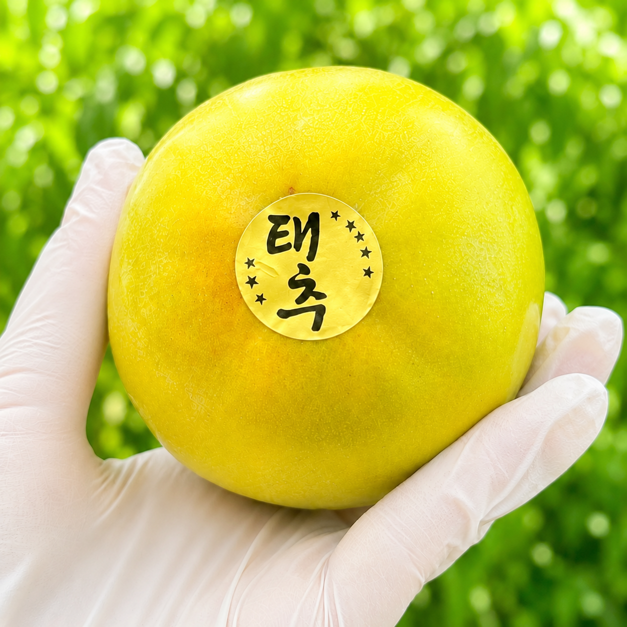 [농할30%쿠폰]고당도 태추 단감 선물용 선물세트 추석 명절 (태추단감 1KG)