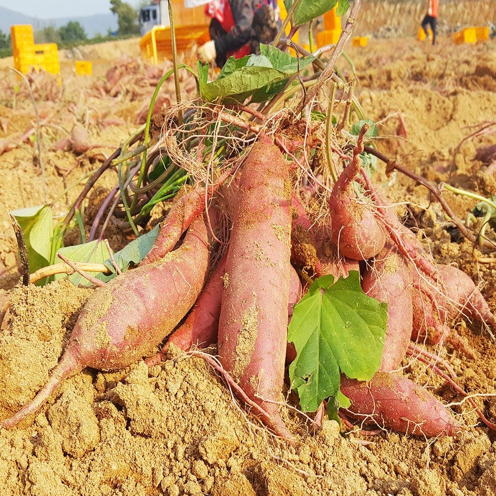 [온누리상품] 친환경팔도 [생산자직송] 해남 햇 꿀고구마 (한입)10kg