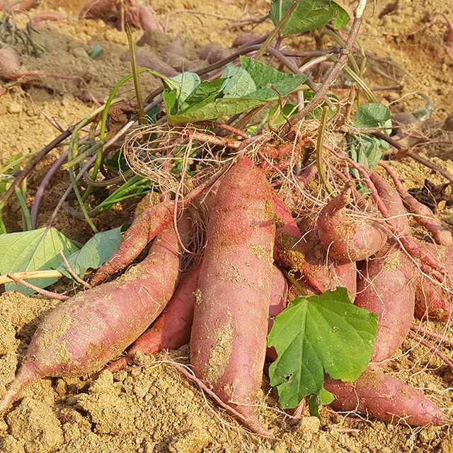[온누리상품] 친환경팔도 [생산지직송] 해남 햇 꿀고구마 (두입)10kg