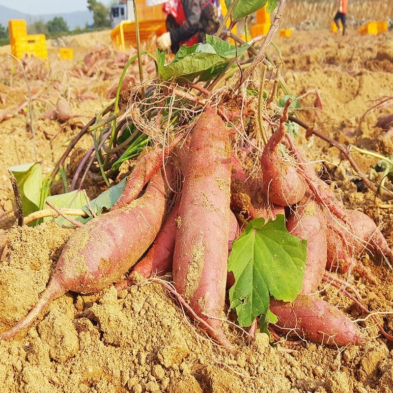친환경팔도 [생산자직송] 해남 햇 꿀고구마 (한입)10kg