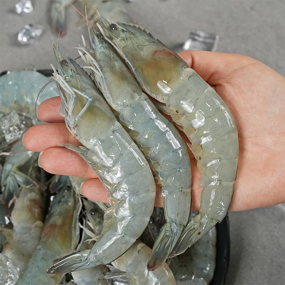 [온누리7%혜택]국내산 활 흰다리새우 1kg
